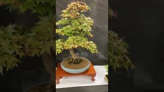 Bonsai show collaboration between Humberside amp NELincs Bonsai Society [upl. by Anaehs]