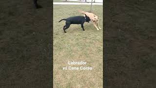 Cane Corso vs Labrador Retriever [upl. by Hoffert]