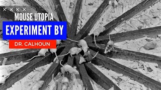 End of Humanity  Mouse Utopia experiment By Dr Calhoun  Society and Impacts [upl. by Ed46]