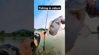 Fishing in nature fishinglife fishtank fisherman fishvideo river bass aquarium catfish [upl. by Weidman]