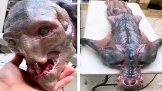 Scientists Finally Found An Alien In Mexico And See What Happened Next [upl. by Babbette]