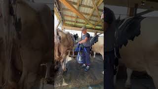 Inside an Indian Holstein Dairy Farm IndustrialScale Cow Farming [upl. by Eloken]