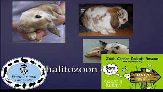 Common Rabbit Diseases amp Illnesses  E Cuniculi [upl. by Melosa424]