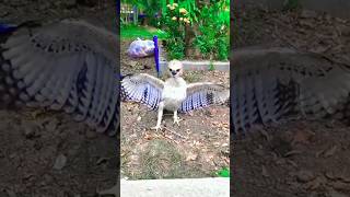 These Dogs Can Hunt Eagle🥶😱 shorts Dogeagle trending animalsviral [upl. by Redfield103]