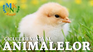 CICLUL DE VIATA AL ANIMALELOR  Episodul 1  BIOLOGIE  SCOALA ONLINE [upl. by Cox]