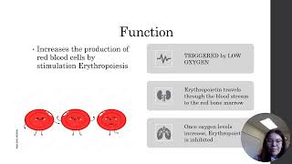 Hormone Presentation  Erythropoietin [upl. by Roel98]