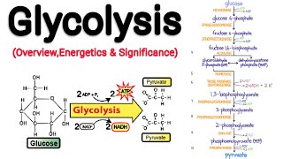 Glycolysis  Overview Energetics amp Significances [upl. by Lapides]