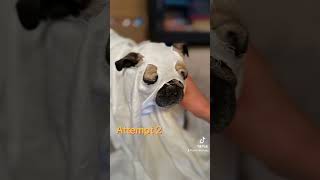 We tried to do the cute ghost trend… Jabba and Sunny weren’t having it 🤣 👻 ghost dogs funny [upl. by Elraet]