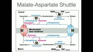 Glycerophosphate Shuttle Mitochondrial NADH Transport [upl. by Lemyt400]