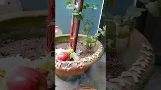 Amla navmiijaivishnubhagwan youtube shortvideo [upl. by Godfree]