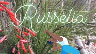 Conheça a Russelia uma planta ideal para seu Jardim [upl. by Atiuqrahc]