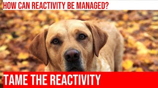 Training Your Golden Retriever to Handle Reactivity on Walks [upl. by Tut]