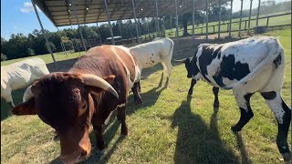 Longhorn Lesters is live at JL Ranch [upl. by Divaj]