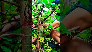 Sung bon sai siêu quả Super figs grown at homemusic short lâmphongvlog indonesia trending art [upl. by Zrike]