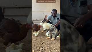 குழந்தையைப் போல் குறும்புதனம் செய்யும் முயல்கள் rabbit rabbitfarm duckbaby chicks seval [upl. by Rehptsirhc846]