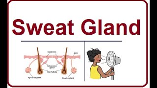 Sweat Glands  Structure and Functions  2024 [upl. by Townsend163]