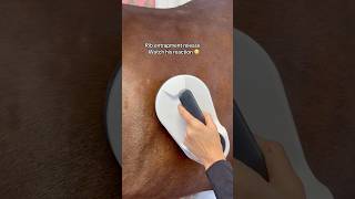 RIB RELEASE WATCH THIS HORSE’S REACTION 😳😛 pemf horsecare [upl. by Aneloj]