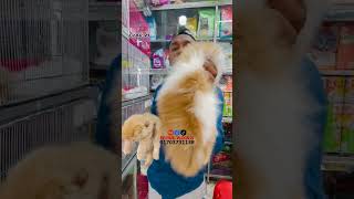 persian cat price in Bangladesh  parshian cat price  katabon  persiancatcorner catlover [upl. by Hayman]