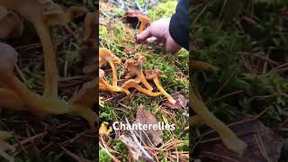 Chanterelles in Finland finland mushroom foraging fungi nature food autumn stressrelief [upl. by Ailed]