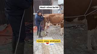 Biladiganlar bormi buqa buqaboqish buqalar mol qoy cow qoybozor molbozor hokiz rek bull [upl. by Pavia690]