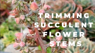 TRIMMING SUCCULENT FLOWER STEMS [upl. by Aicnorev]