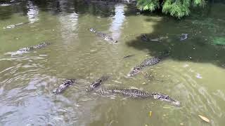 ZooWorld  Alligators Bellowing [upl. by Moshe]