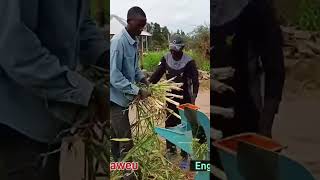 Cutting JunCao grass for dairy cows farm farming agriculture farmlife [upl. by Wilkey]