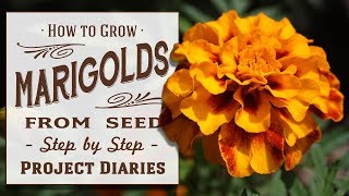 ★ How to Grow Marigolds from Seed A Complete Step by Step Guide [upl. by Mendoza]