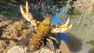 Humongous Crayfish Camping And Fishing Adventure [upl. by Arlette]