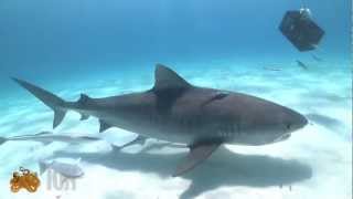 BUCEANDO CON TIBURONES [upl. by Tyrus]