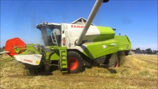 Claas Tucano 450 gerst dorsen  Loonwerken De Donder [upl. by Peterman722]