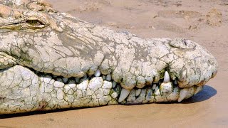 A Young Crocodile Has RedBilled Quelea in his Sights [upl. by Ariik610]