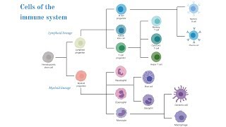 Cells of the Immune System Brittany Anderton [upl. by Florie]