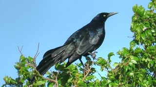 GreatTailed Grackle Calls [upl. by Shields136]