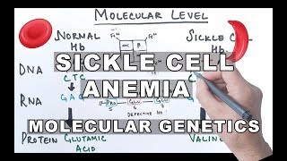 Sickle Cell Anemia  Molecular Mechanism [upl. by Ahsimit398]