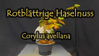 Rotblättrige Haselnuss  Corylus avellana [upl. by Chappie673]