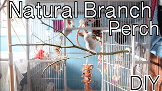 Natural Branch Perches  DIY [upl. by Yarased]