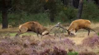 Burlende en vechtende edelherten Hoge Veluwe 2016 [upl. by Bremer186]