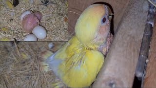 Love Birds Breeding Progress Aviary [upl. by Ailama]