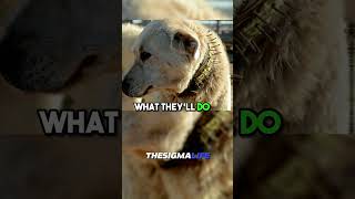 How GREAT PYRENEES Dogs Fight WOLVES to Defend Sheep  JRE joerogan jre animalshorts [upl. by Dinny]