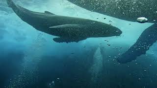 Socorro diving with humpback whales and giant mantas socorro whale sharkdiving [upl. by Concoff]