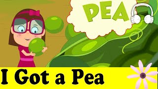 I Got a Pea Funny Song  Family Sing Along  Muffin Songs [upl. by Retxab]