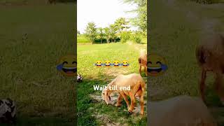 Goats eats grass in funny mood funny comedy cute ytshorts funniestvideo [upl. by Terchie603]