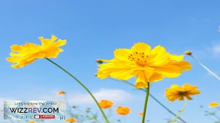 Flowers Cosmos Yellow Sulphur – Seeds Review [upl. by Ayenet]