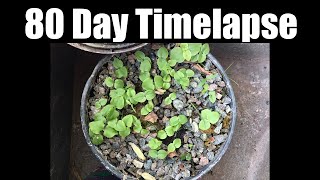 80 Day Timelapse of Psychotria Viridis Seedlings [upl. by Fabien]