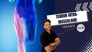 Les lésions MUSCULAIRES GRAVES Tendon INTRAMUSCULAIRE  En théorie [upl. by Lupe]