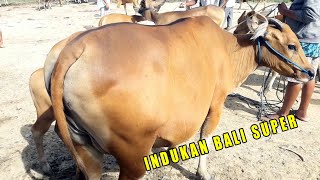 Indukan Sapi Bali Super [upl. by Eatnohs324]