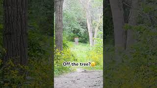 ACE off the tree discgolf frisbeegolf [upl. by Orwin]