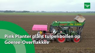 Pink Planter plant tulpenbollen op GoereeOverflakkee [upl. by Amadis]