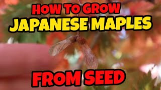 How To Grow Japanese Maples From Seed  Gardening 101 [upl. by Eilyk491]